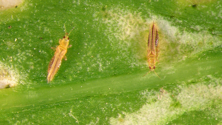 Thrips on a plant leaf
