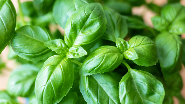 Up close view of basil