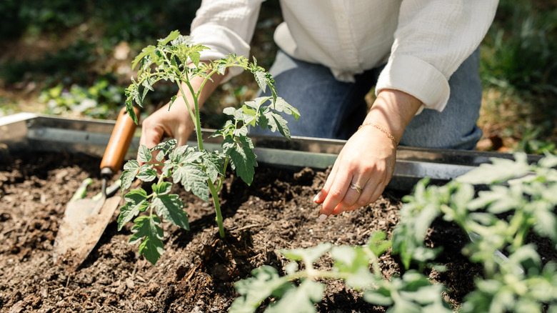 Gardener plants tomatoes in a sunny garden bed