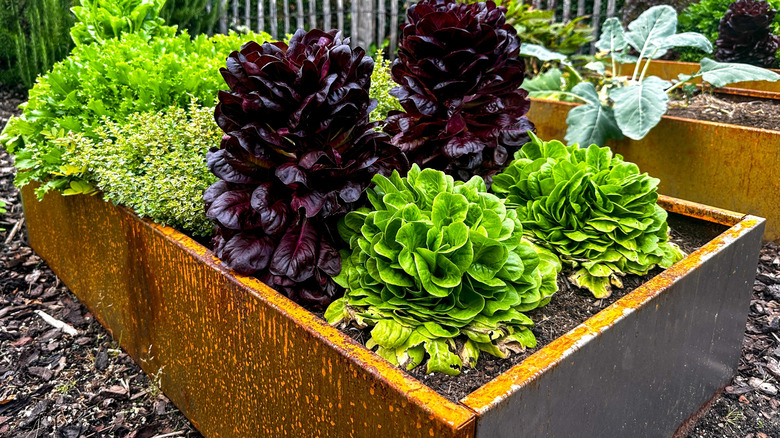 Fresh lettuce in corten steel raised beds. Red romaine and butterhead lettuce grow alongside thyme.