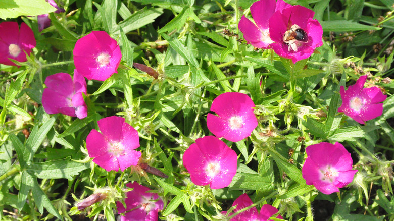 A bee visits an open flower in a bed of purple poppy mallow