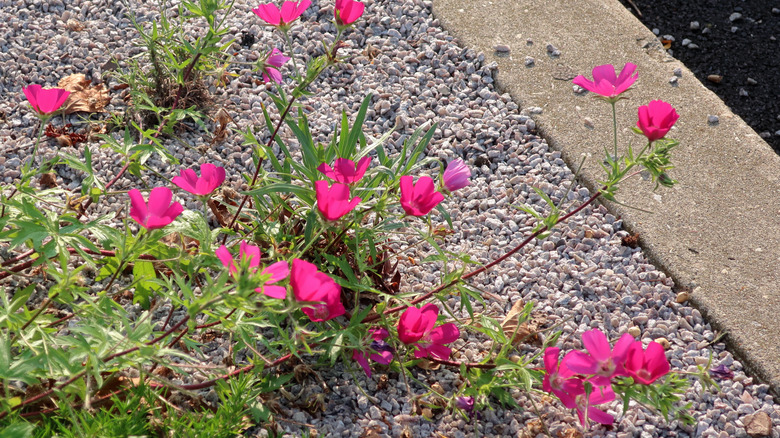 A purple poppy mallow plant beginning to stretch past the garden edge