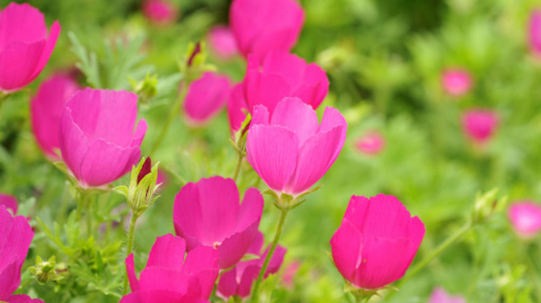 A close up of poppy mallow