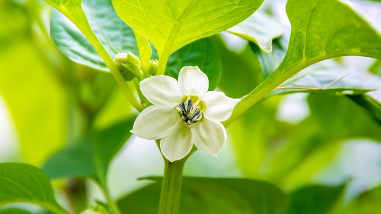 pepper plant flower