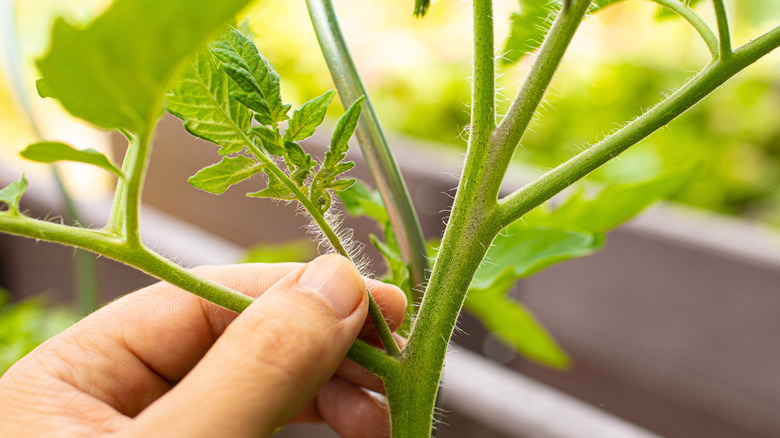 A light-skinned hand touches a tomato plant sucker.