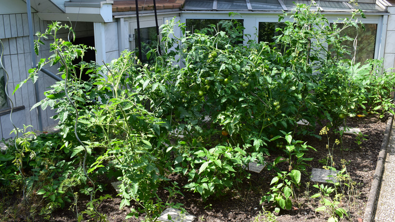 Bushy tomato plants seem to grow out of control.