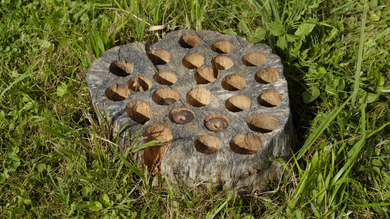 Tree stump in grass with holes drilled into it