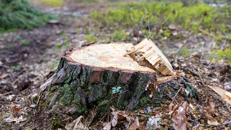 A tree stump surrounded by leaves and grass