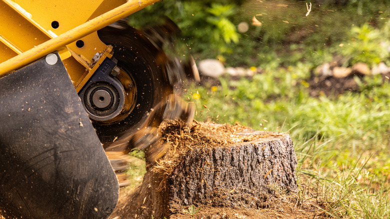Stump grinder grinding a tree stump