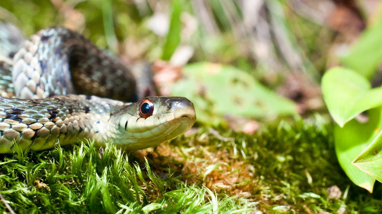 Snake in garden