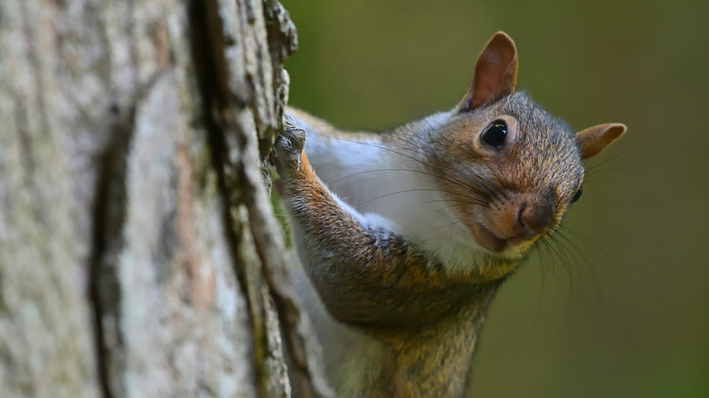 squirrel climbing tree