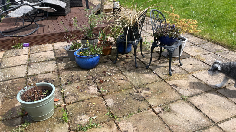 A dog sniffs at old potted plants and algae buildup on patio pavers