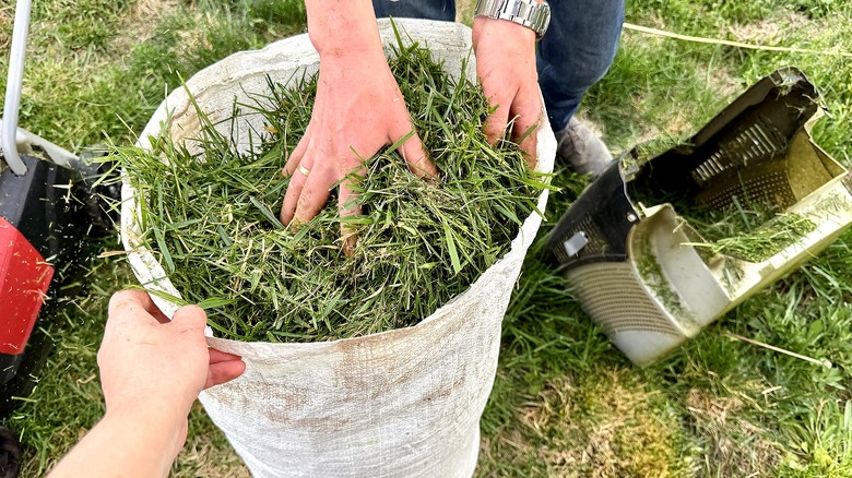 People moving grass clippings from a mower catcher into a sack