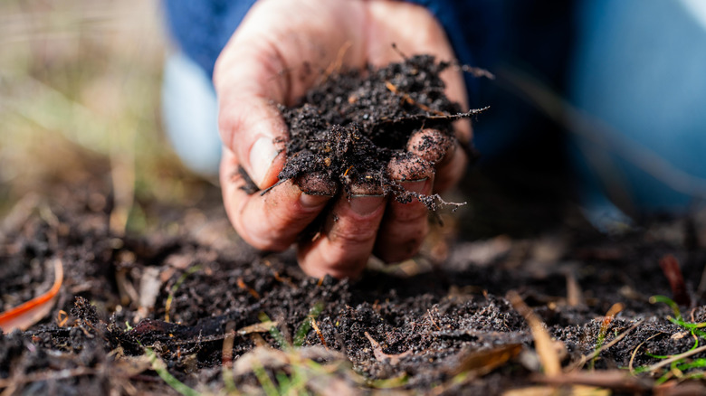 Someone holding a handful of fresh compost.