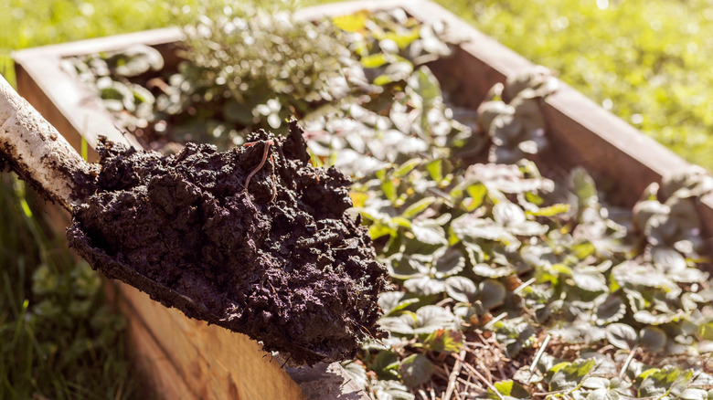 A shovel full of compost about to be added to a raised garden