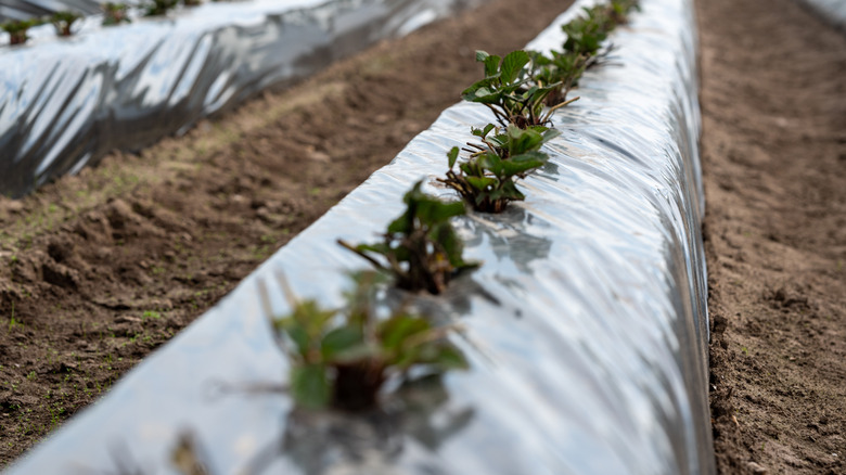 Vegetable garden beds covered with plastic to warm the soil