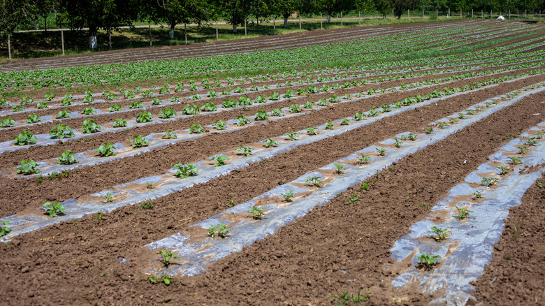 Vegetable garden bed with plants covered by plastic