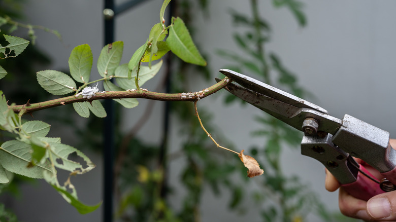 A gardener removing the infested part of the plant with mealybugs