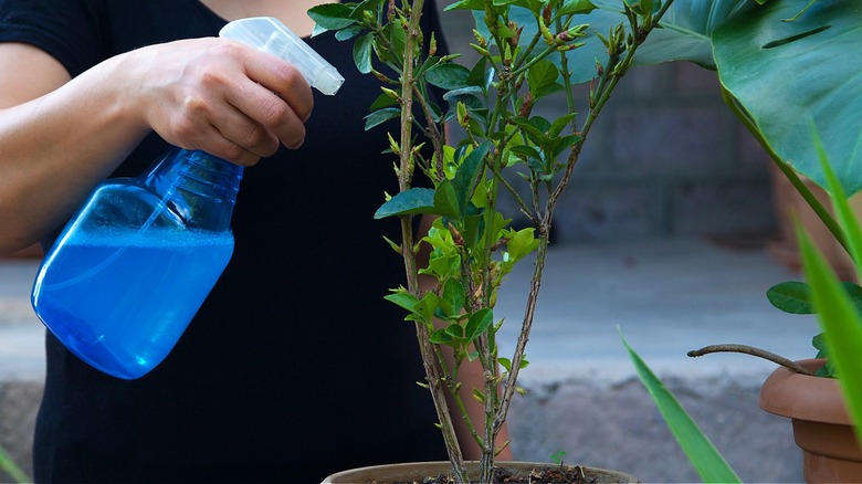 Close-up of a person spraying a solution in a blue bottle on a plant