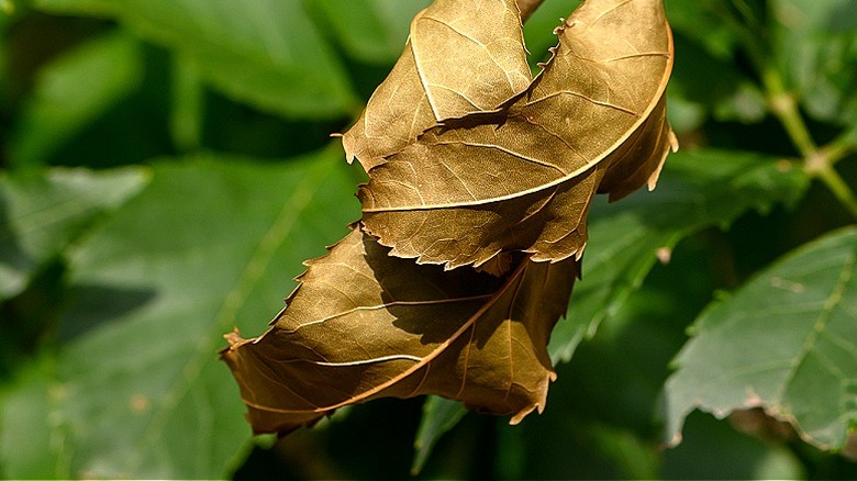 A few curled brown leaves on a plant