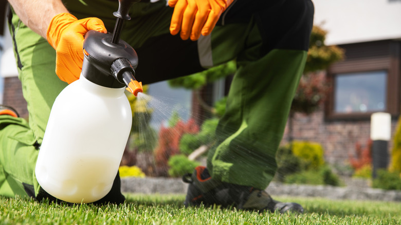 A person spraying a lawn with a handheld sprayer