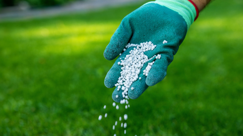 Hand spreading lawn fertilizer onto grass