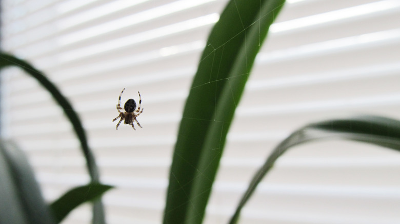 spider hanging near window