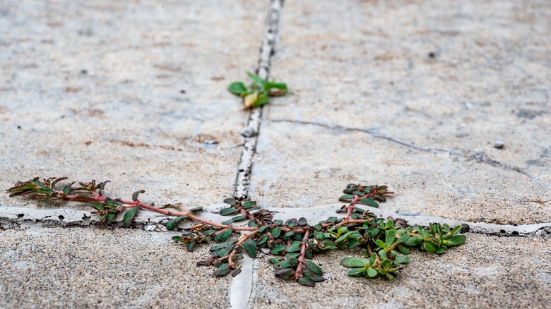Purslane weed grows through concrete