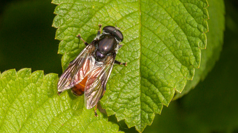 House fly in yard on leaf