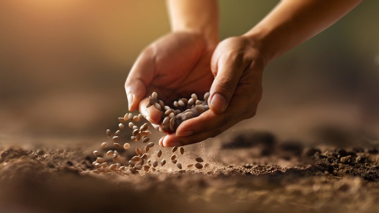 Planting seeds into ground