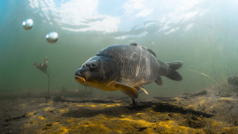 fish at bottom of lake with air bubbles