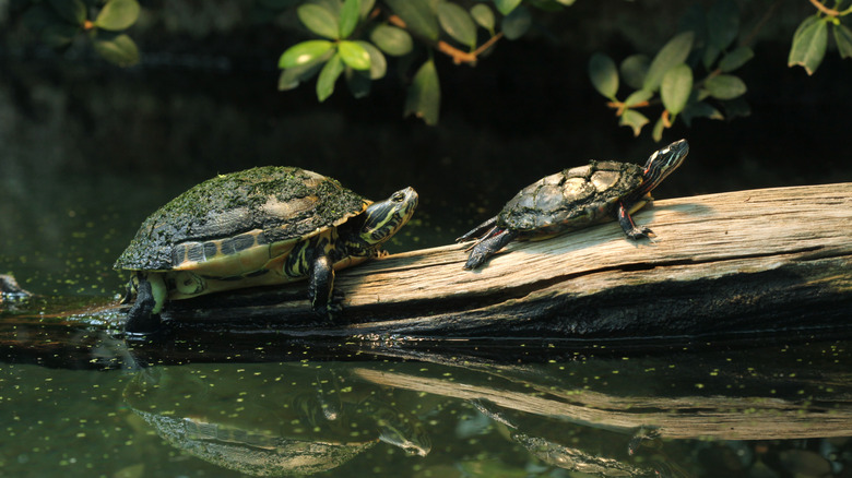 turtles on log in lake