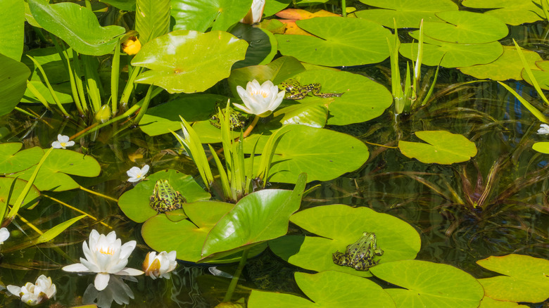 various plants growing in and on pond with frogs