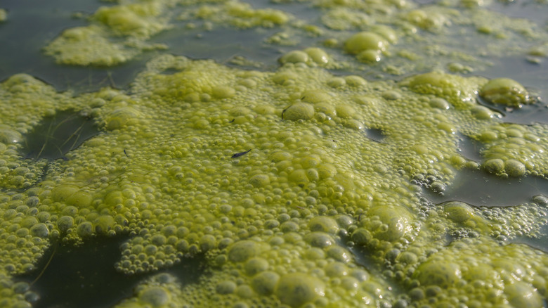 foamy thick green algae on water