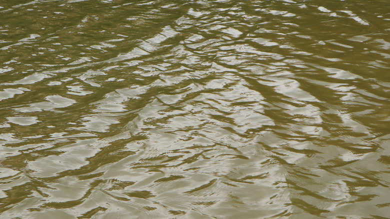 brown water with elevated turbidity levels