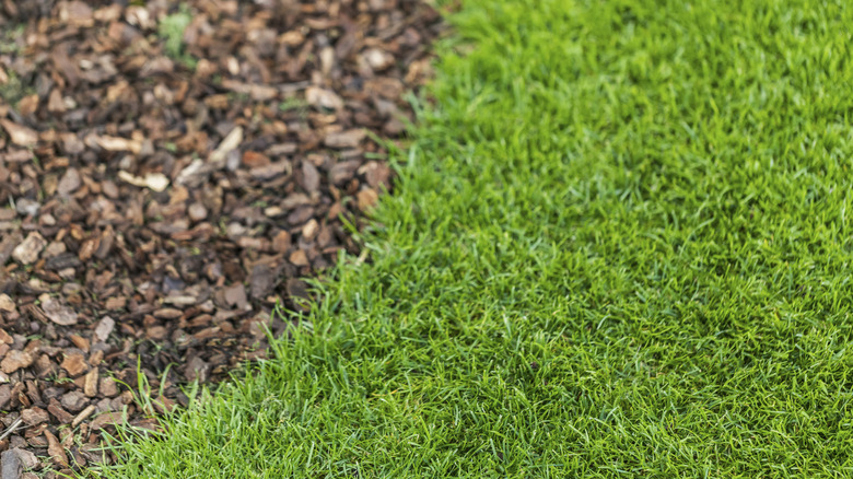 Green grass growing next to wood bark mulch.