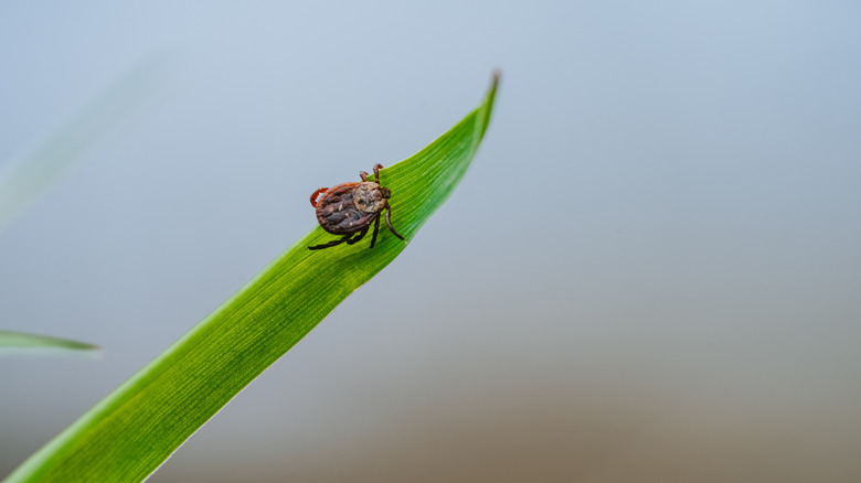 Tick sitting on a single blade of grass.