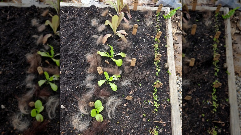 Patches of hair spread throughout a garden bed