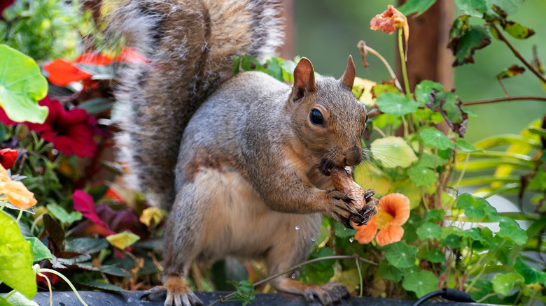 Squirrel eating nuts in a garden