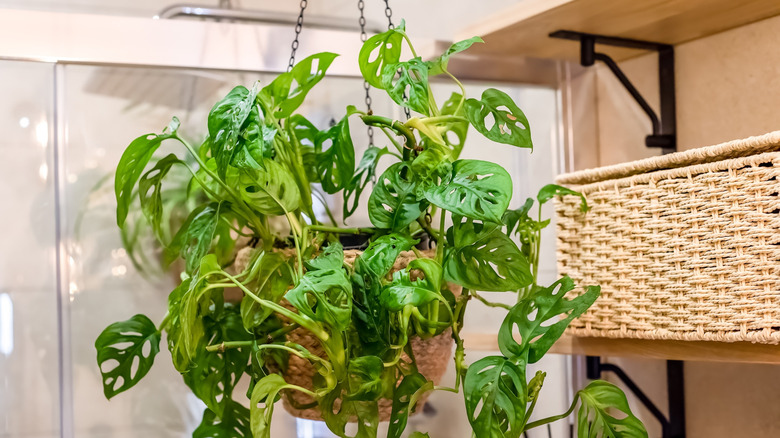 Hanging plant
