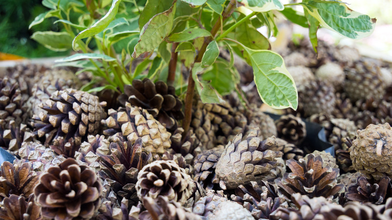 Pine cones piled up on the soil around the base of a plant