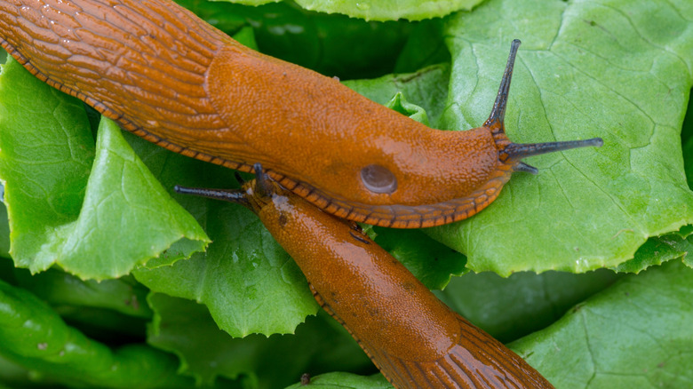 Two slugs devouring the young leaves of some lettuce plants