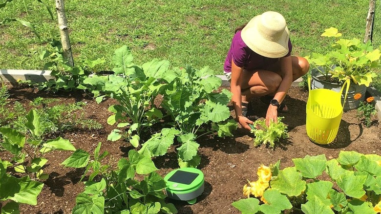 Woman working in the garden with a Tertill Weeding Robot nearby