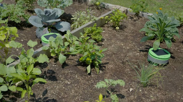 Tertill Weeding Robot in a garden