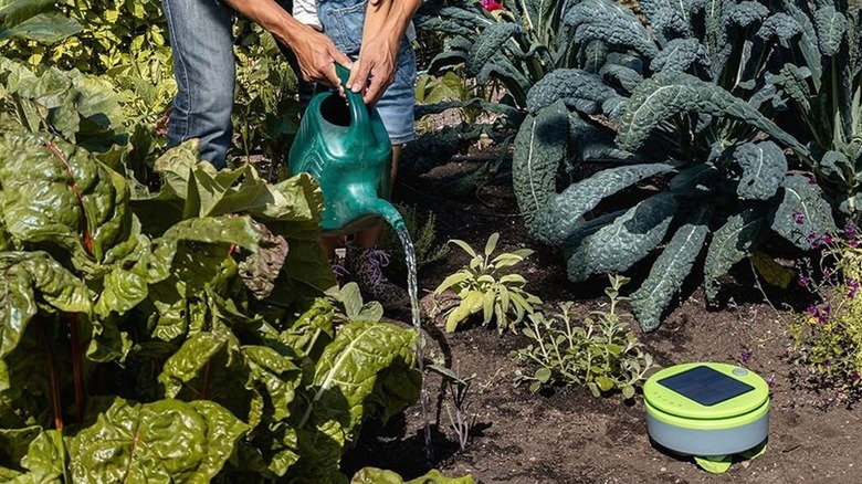 People watering a garden with a Tertill weeding robot nearby