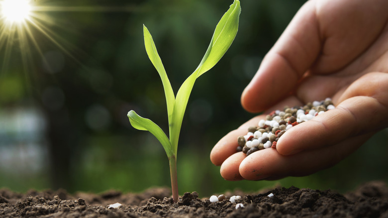 hand adding fertilizer to seedling