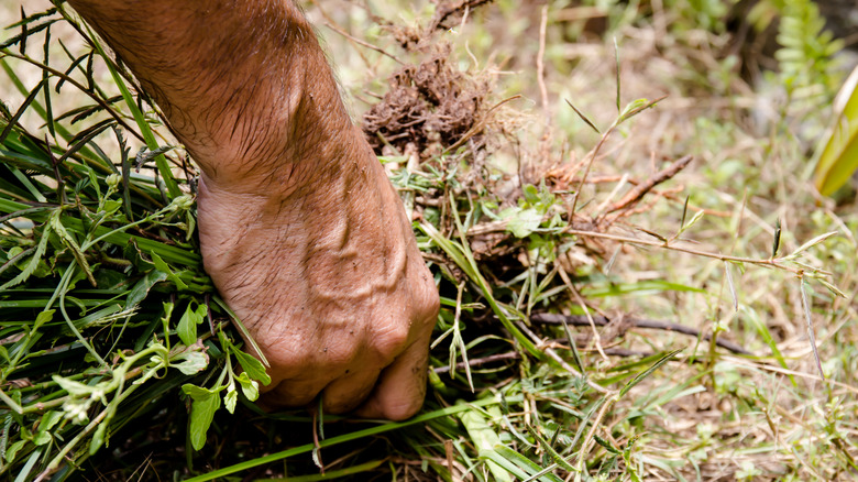 hand removing weed in garden
