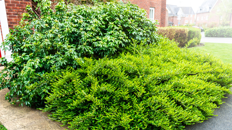 Overgrown bushes by brick house