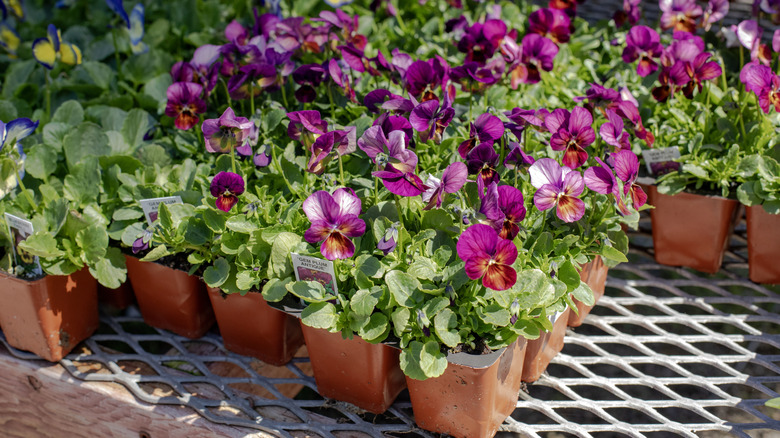 Closeup of nursery plants for sale