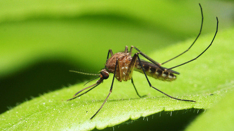 Female mosquito close up